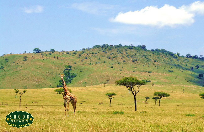 giraffe in masai mara